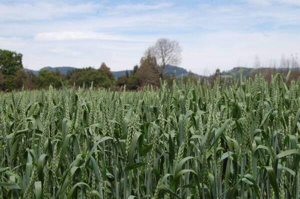 000 Campo INDAP Trigo