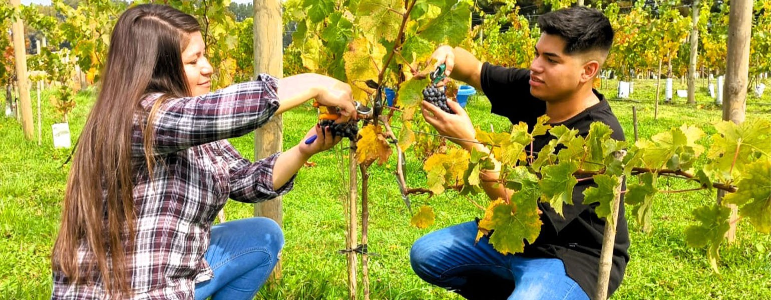 2a-vinos