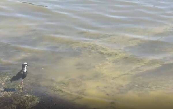 alga 2