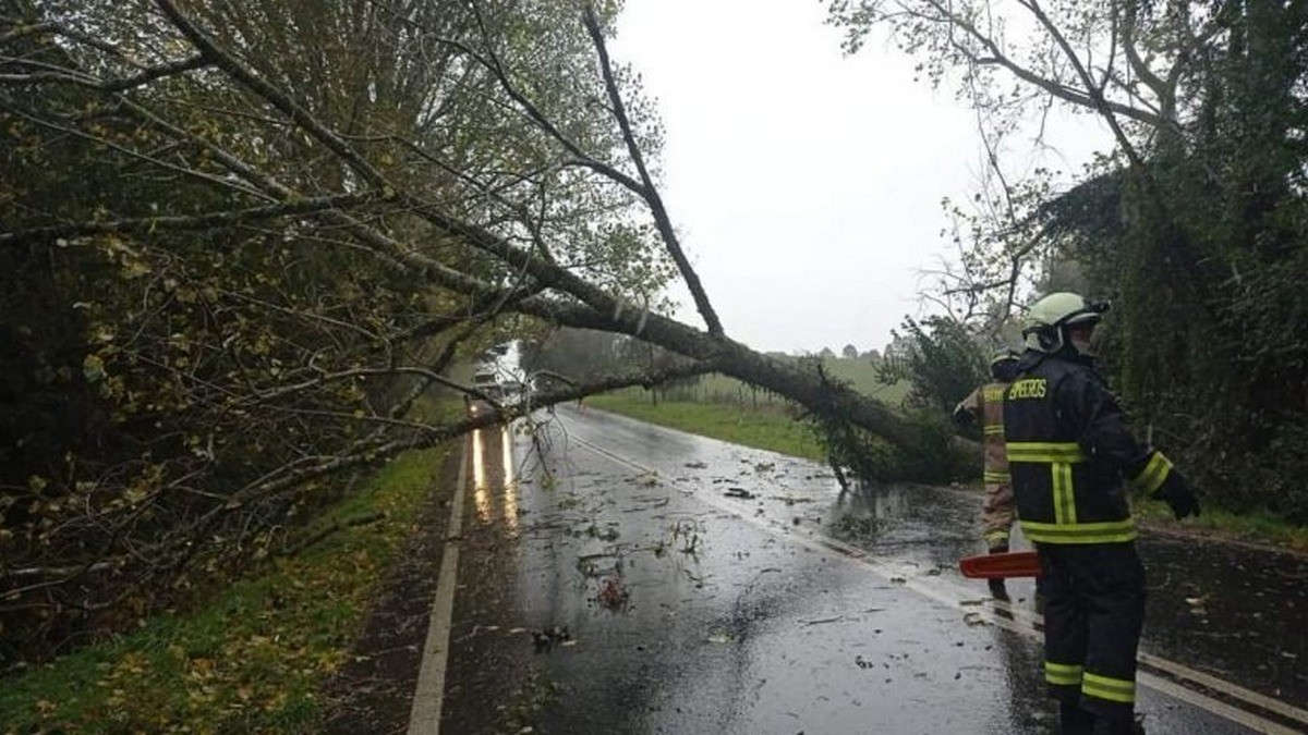 caida_arbol_mafil_saesa-768×432