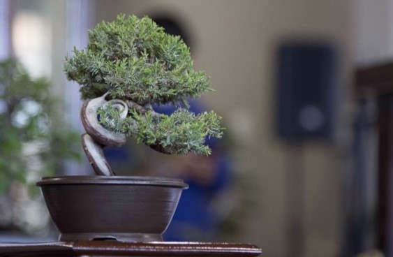 Encuentro Bonsai 3