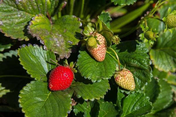 Frutillas nematodo SAG Plaga 002