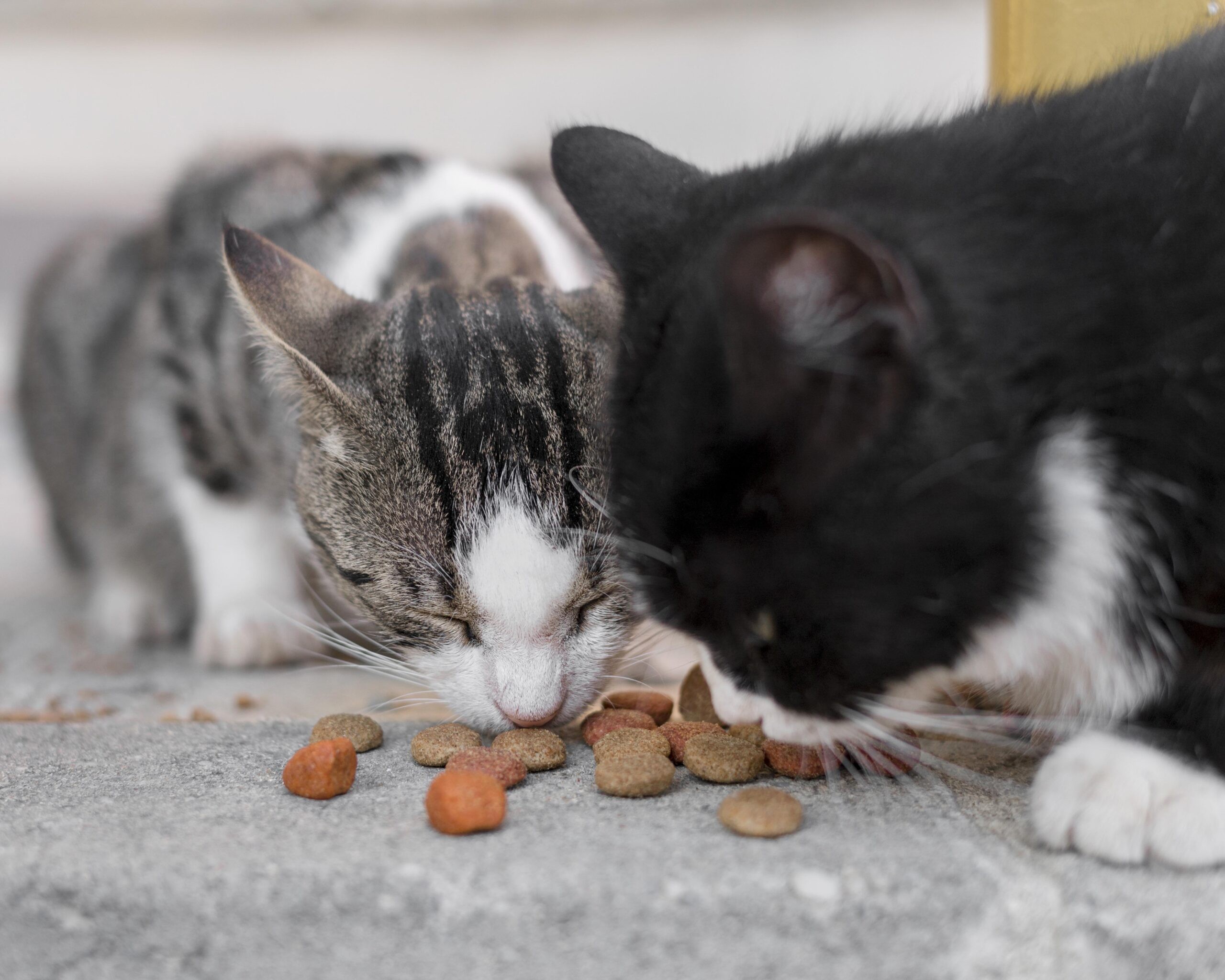 gatos-lindos-comiendo-juntos-al-aire-libre