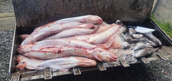 IncautaciónPescadoAraucanía