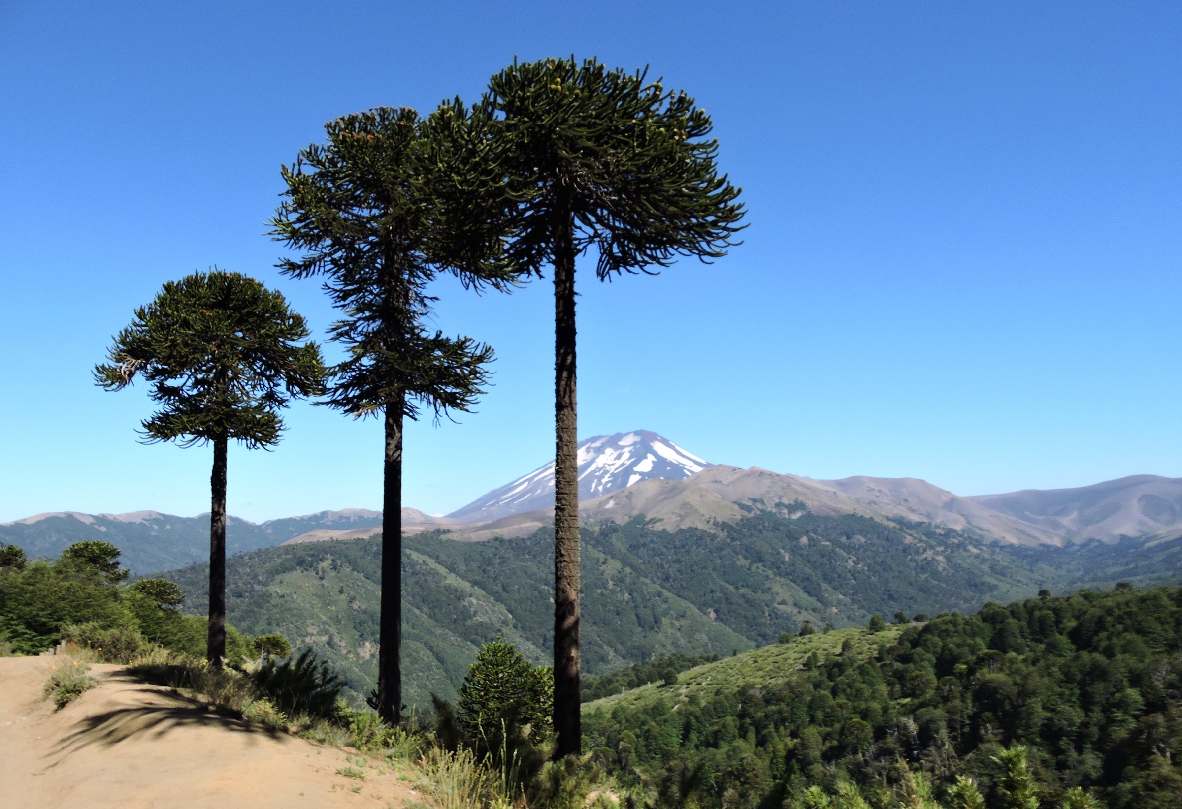 Lonquimay