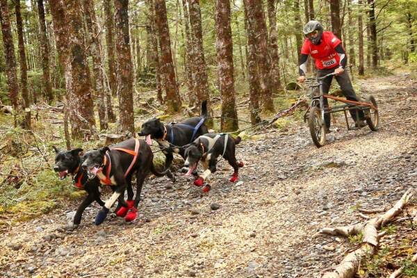 Mushing1