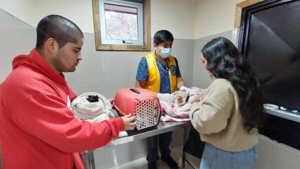 OperativoVeterinario1