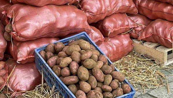 Papas